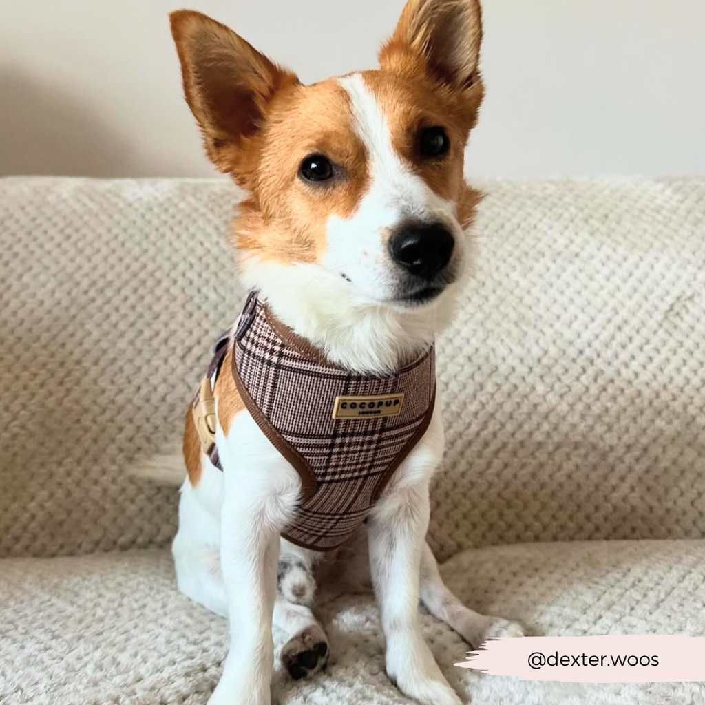 Harnais réglable COCOPUP LONDON pour chien Pup Plaid à motif tartan