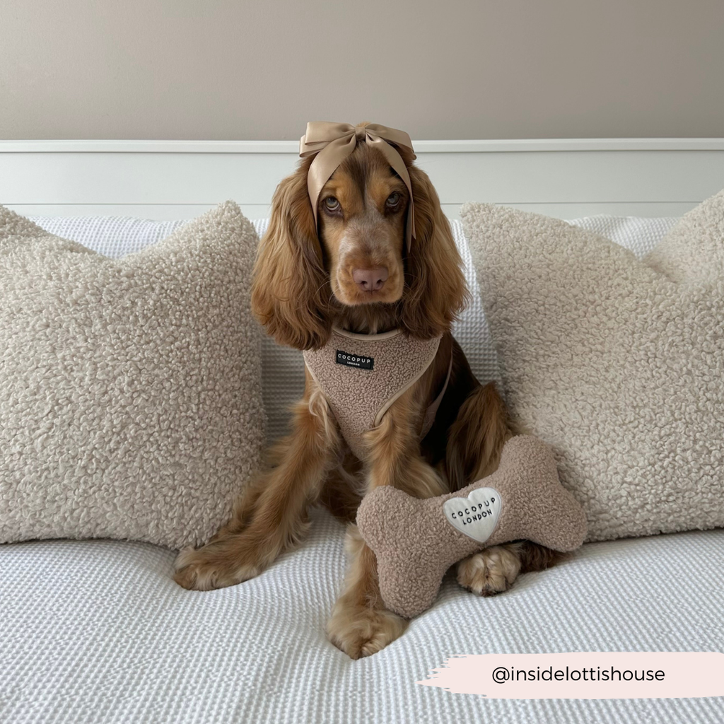 Jouet os Teddy Rupert