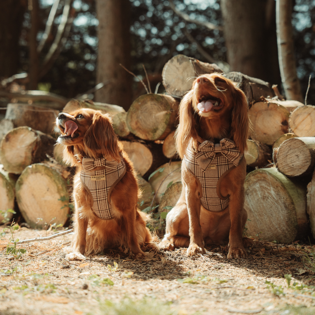 Noeud papillon écossais pour chien COCOPUP