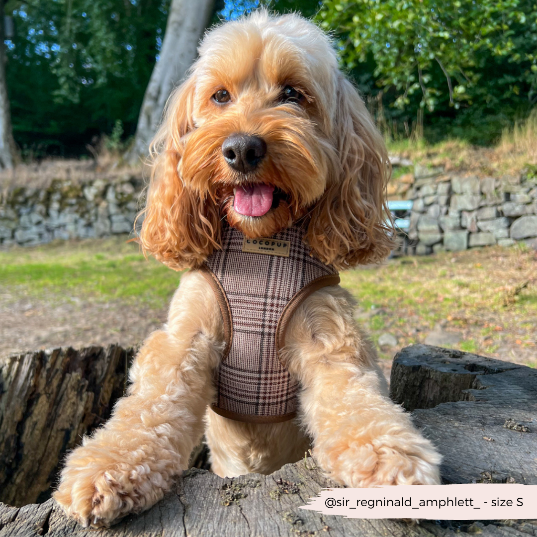 Harnais réglable COCOPUP LONDON pour chien Pup Plaid à motif tartan