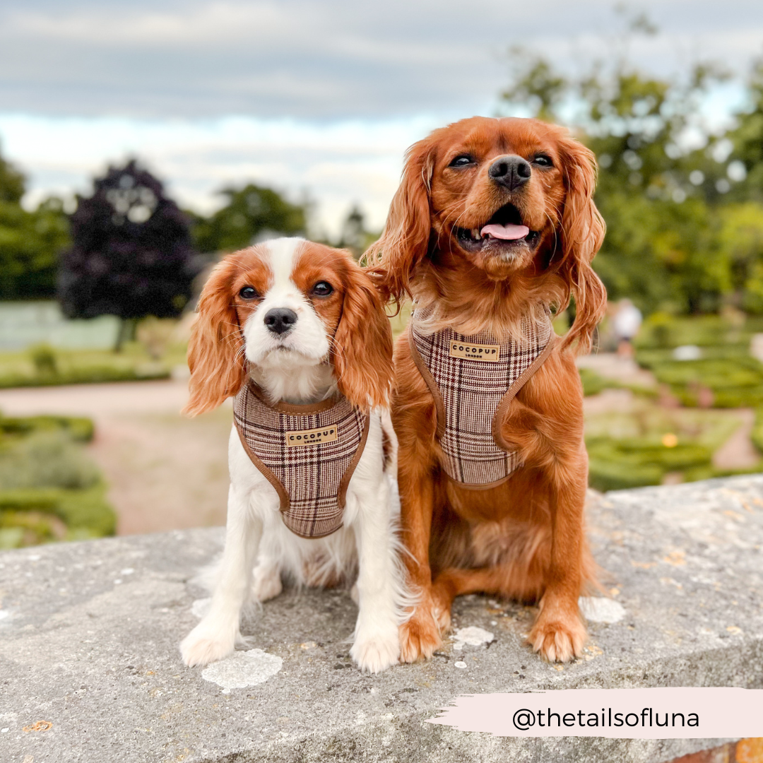 Harnais réglable COCOPUP LONDON pour chien Pup Plaid à motif tartan