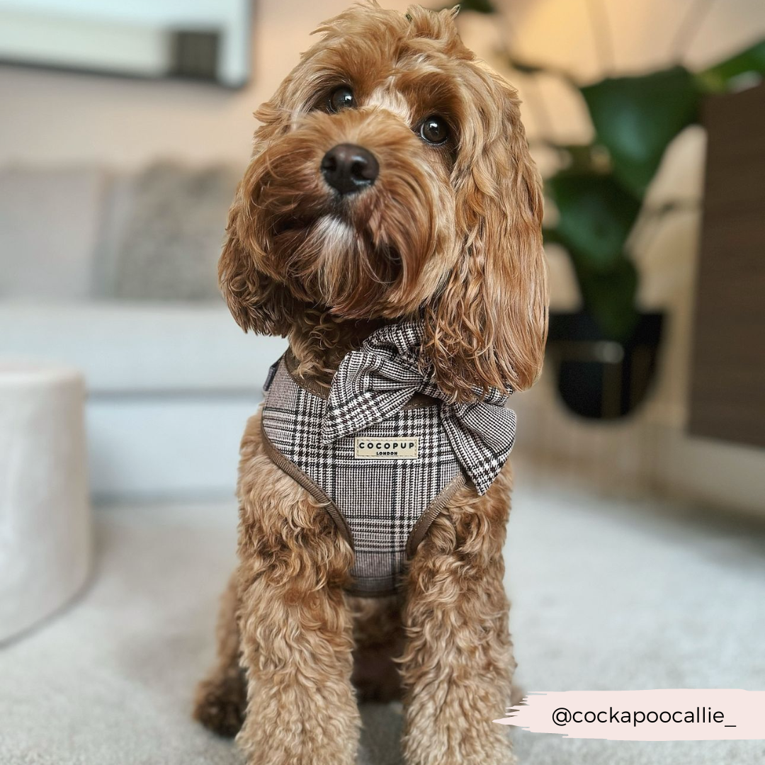 Harnais réglable COCOPUP LONDON pour chien Pup Plaid à motif tartan