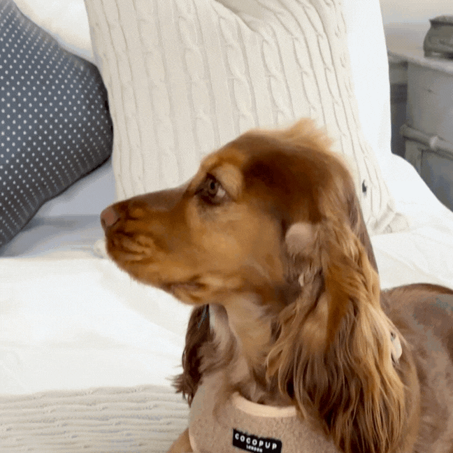 Jouet os Teddy Rupert