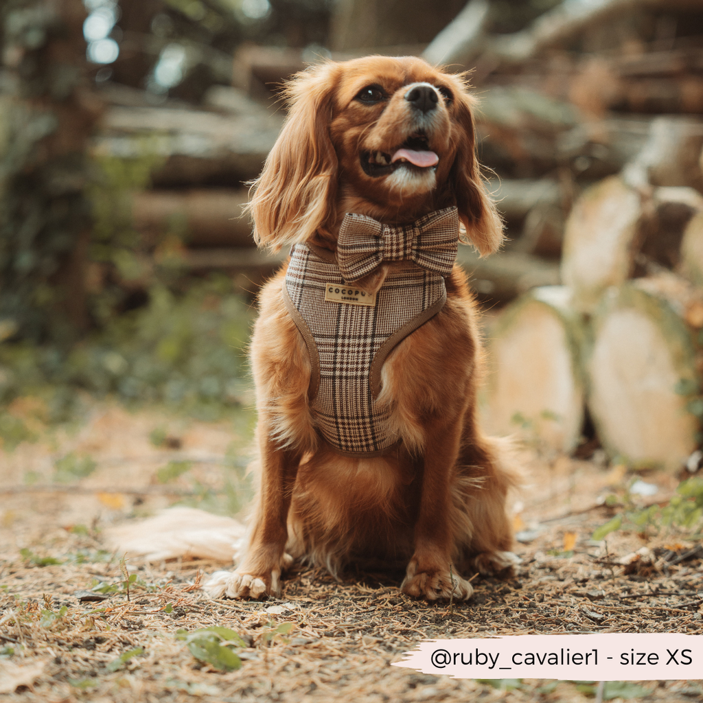 Harnais réglable COCOPUP LONDON pour chien Pup Plaid à motif tartan