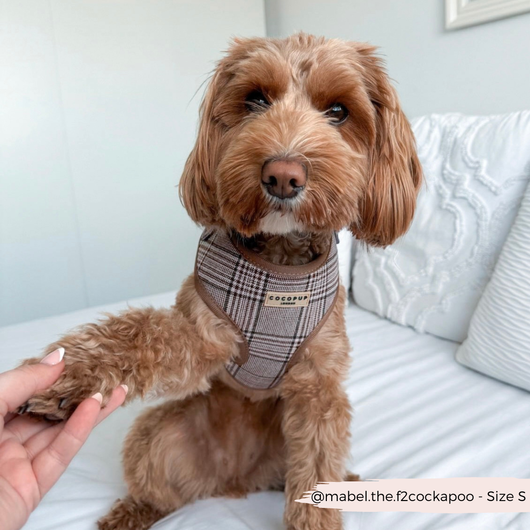 Harnais réglable COCOPUP LONDON pour chien Pup Plaid à motif tartan