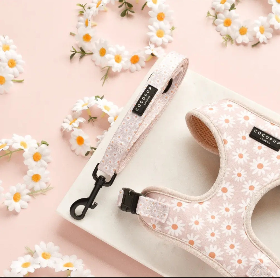 Collection Printemps-Eté : Marguerite
