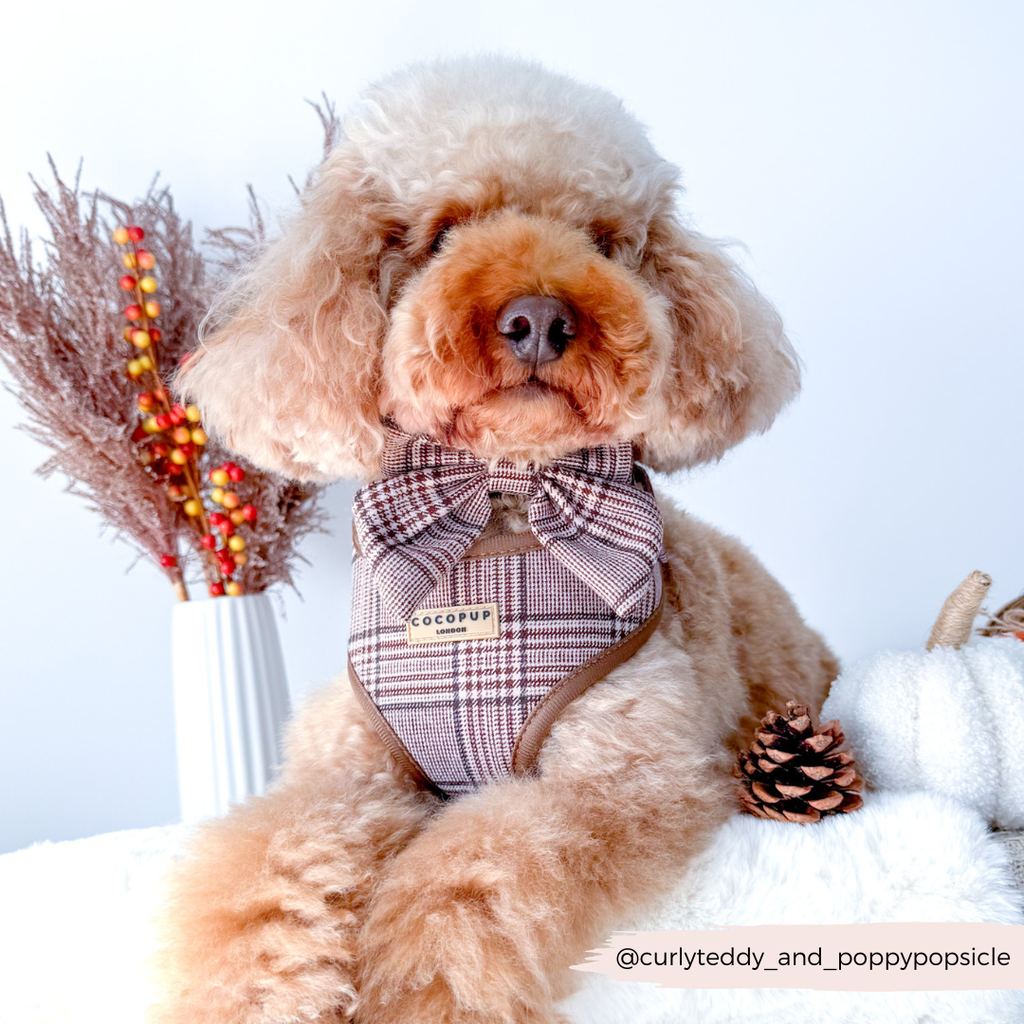 Harnais réglable COCOPUP LONDON pour chien Pup Plaid à motif tartan