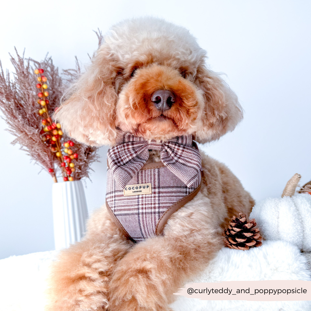 Harnais réglable COCOPUP LONDON pour chien Pup Plaid à motif tartan