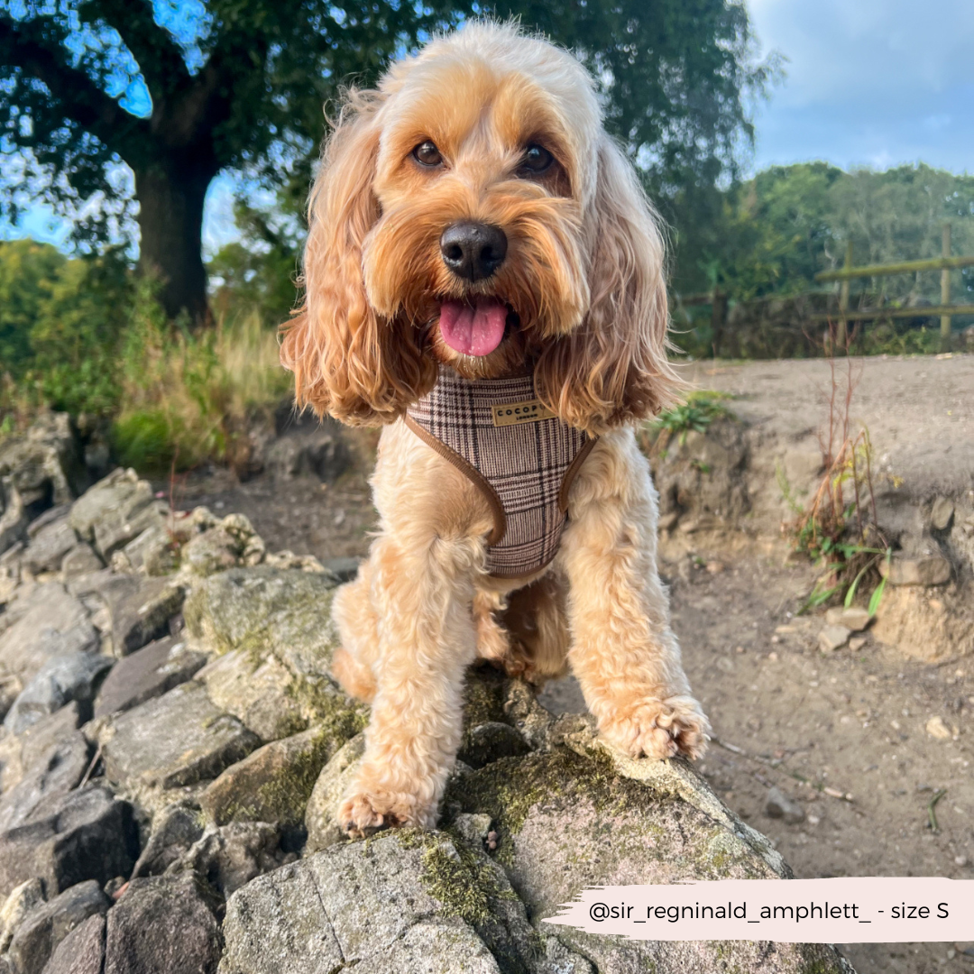 Harnais réglable COCOPUP LONDON pour chien Pup Plaid à motif tartan