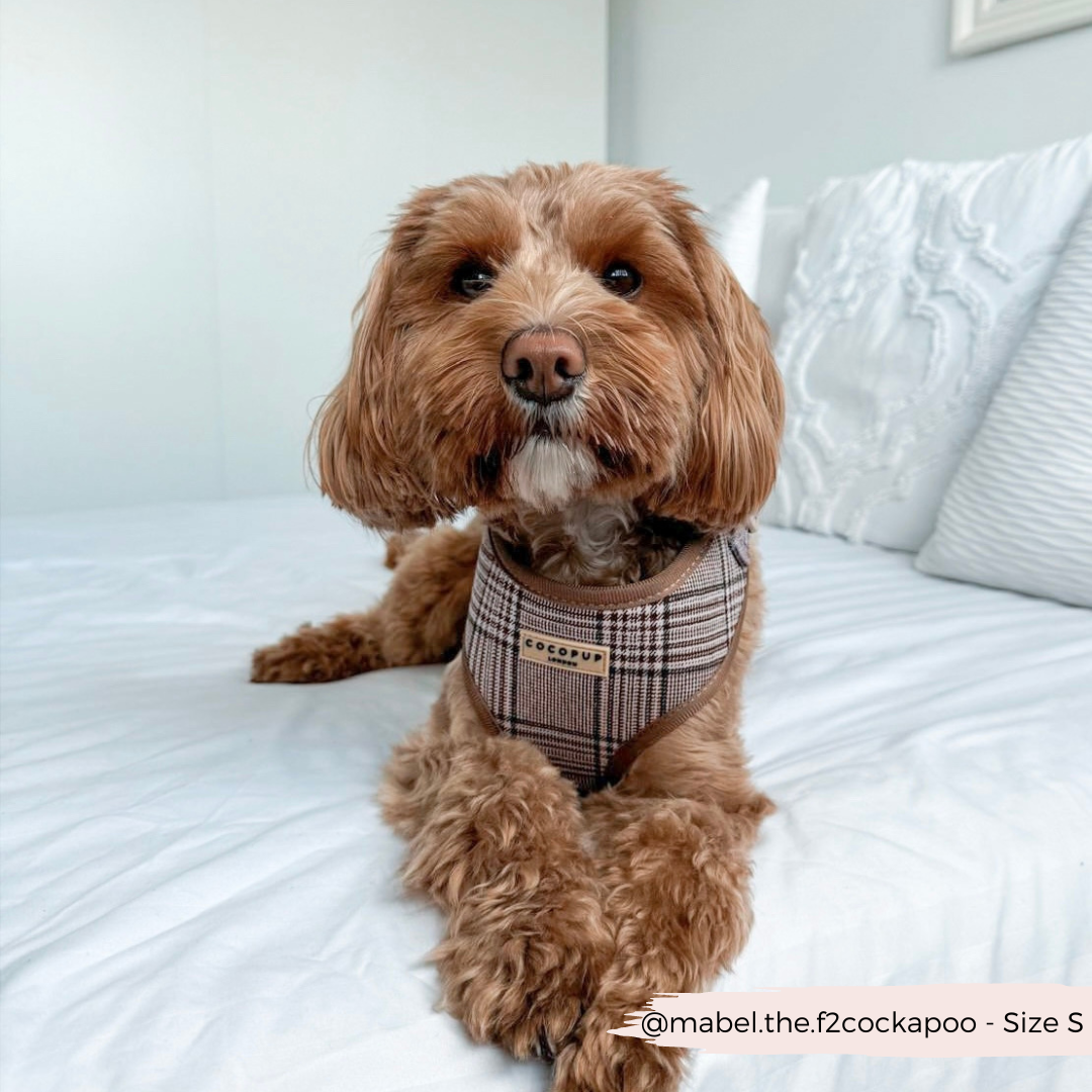 Harnais réglable COCOPUP LONDON pour chien Pup Plaid à motif tartan