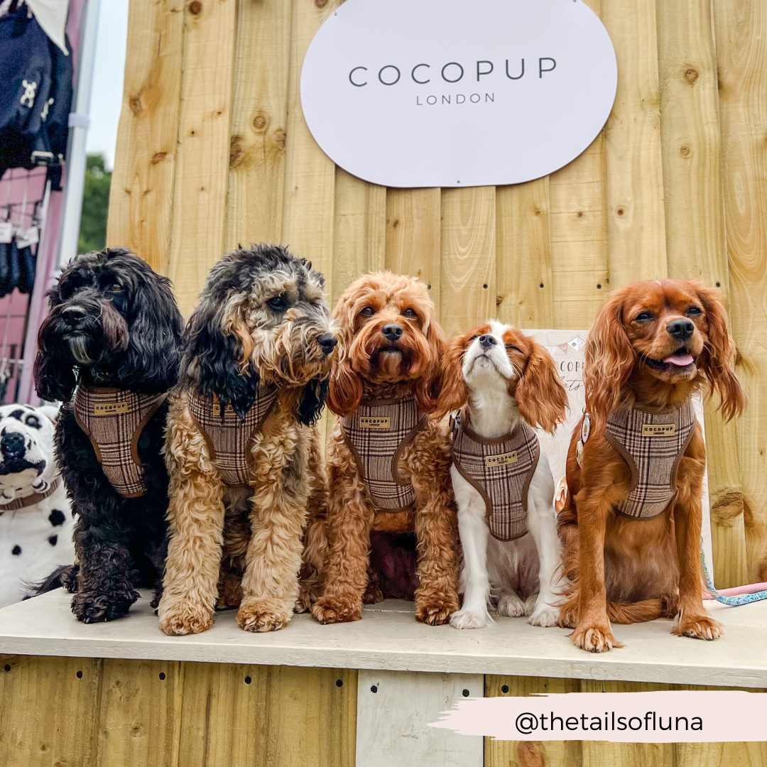 Harnais réglable COCOPUP LONDON pour chien Pup Plaid à motif tartan