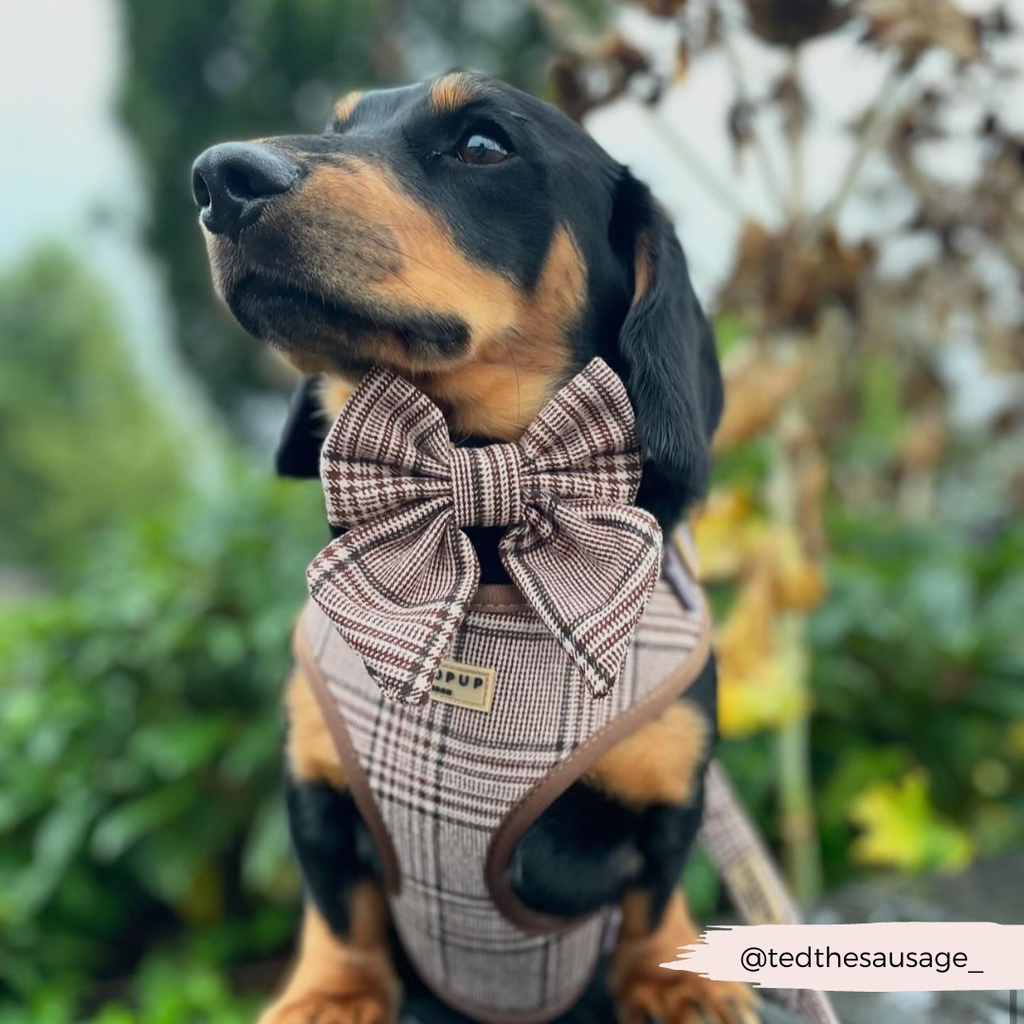 Harnais réglable COCOPUP LONDON pour chien Pup Plaid à motif tartan