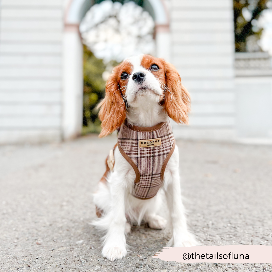Harnais réglable COCOPUP LONDON pour chien Pup Plaid à motif tartan